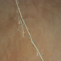 Lamp Branch multifruit zero