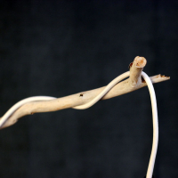 Lamp Branch Raak multifruit